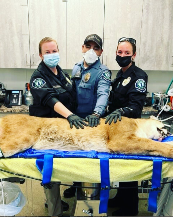 Irvine Police shared this image of a mountain lion on March 22, 2022.