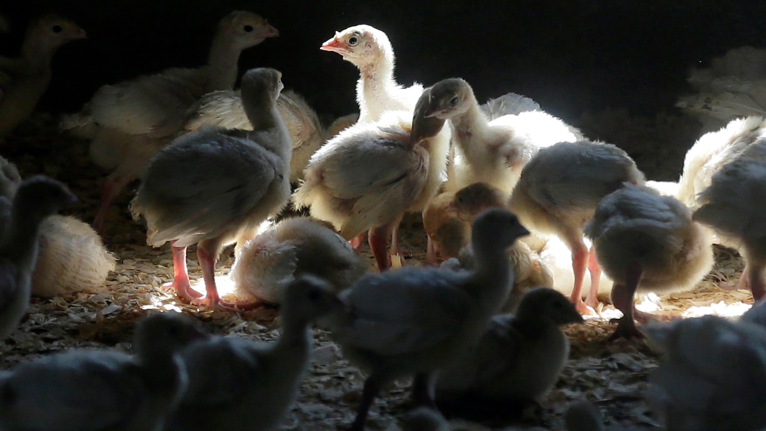 Turkeys stand in a barn near Manson, Iowa on Aug. 10, 2015. (Charlie Neibergall/Associated Press)