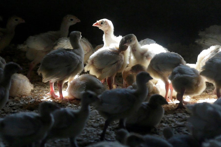 Turkeys stand in a barn near Manson, Iowa on Aug. 10, 2015. (Charlie Neibergall/Associated Press)