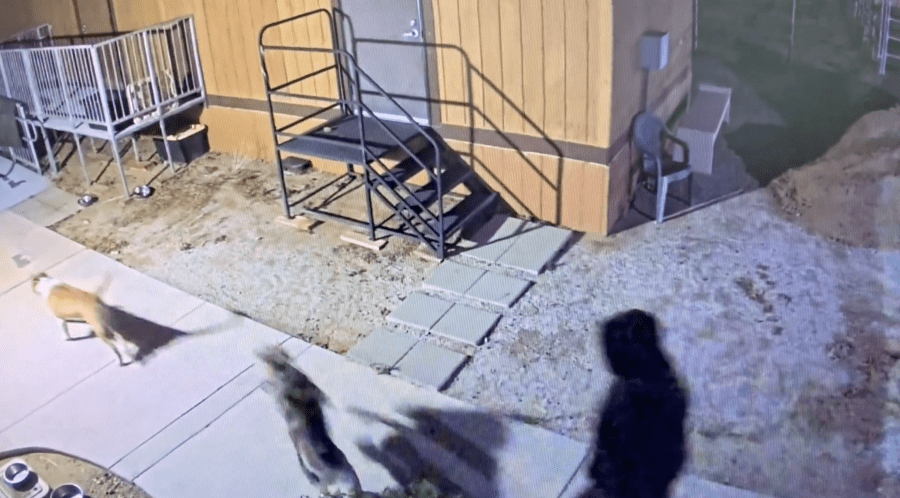 Video captured two people stealing three dogs from a Jurupa Valley animal shelter on April 24, 2022. (Riverside County Animal Services)