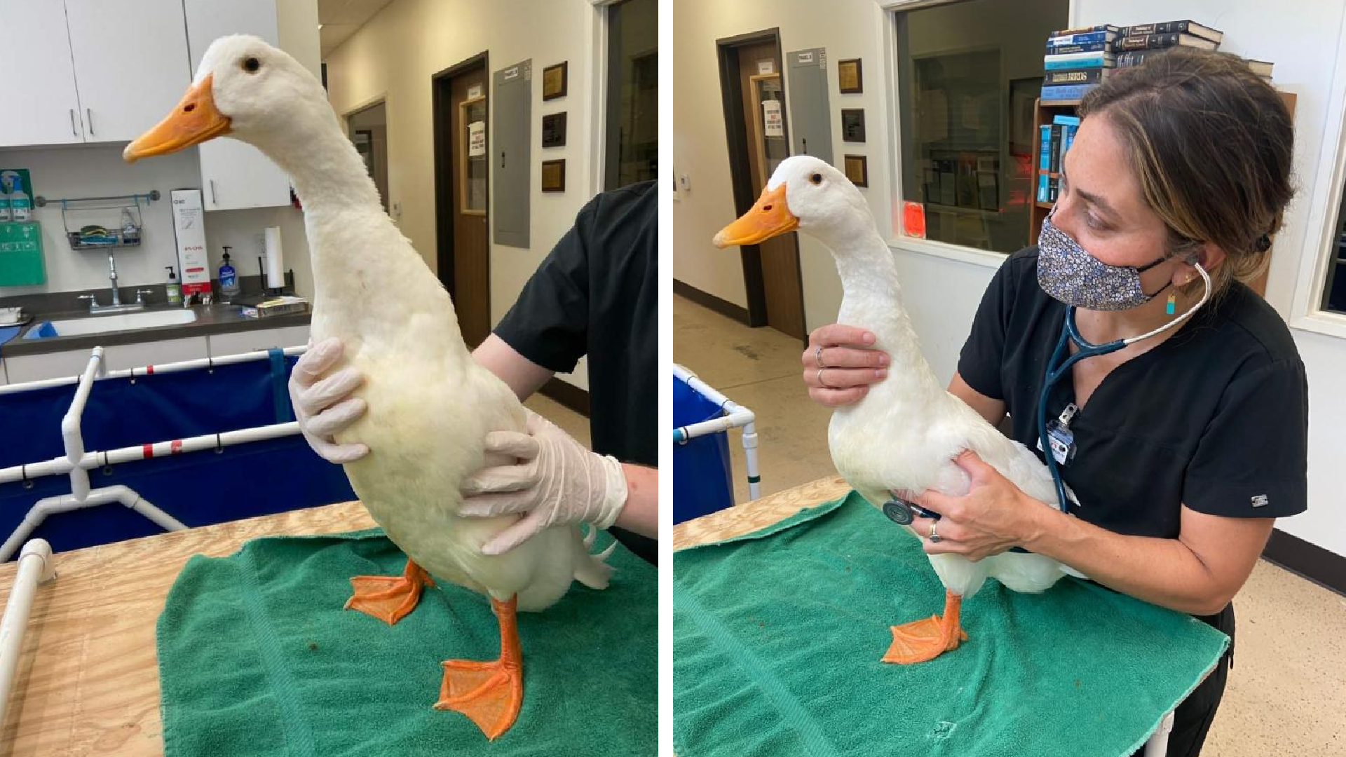 Dr. Elizabeth Wood examines a Pekin duck. (Wetlands and Wildlife Care Center)