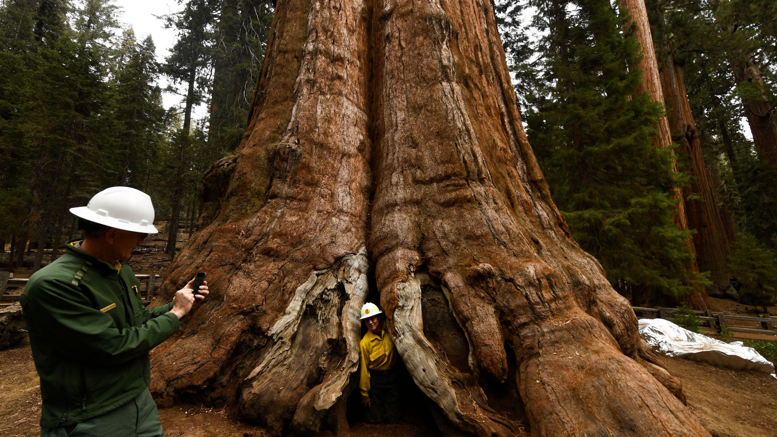 Sequoia and Kings Canyon National Park Superintendent Clay Jordan (L) takes a photograph of US Forest Service (USFS) forest supervisor Teresa Benson (R) after unwrapping the General Sherman giant sequoia tree during the KNP Complex Fire on October 22, 202,1 in Sequoia National Park near Three Rivers, California. ((PATRICK T. FALLON/AFP via Getty Images)