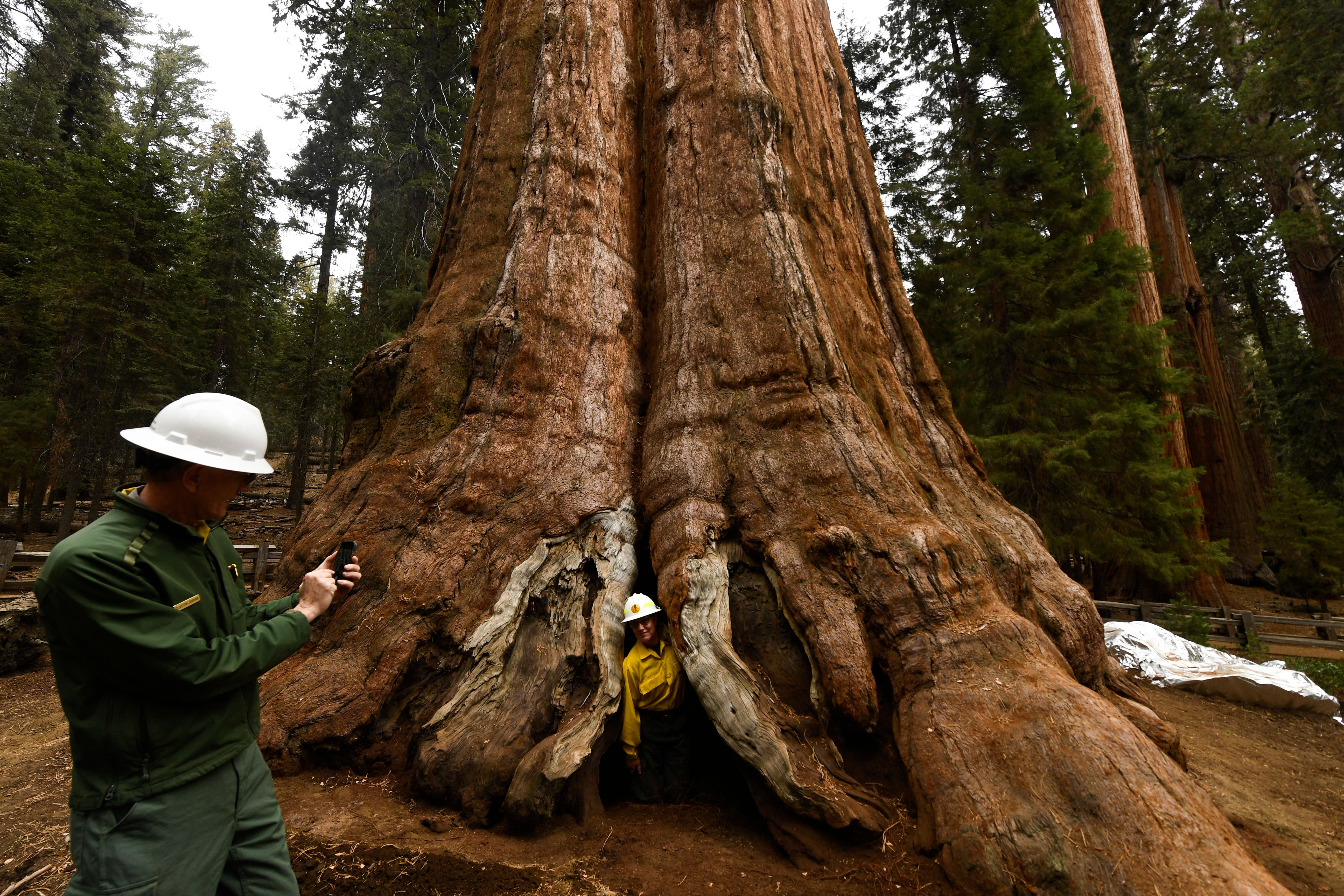 Sequoia and Kings Canyon National Park Superintendent Clay Jordan (L) takes a photograph of US Forest Service (USFS) forest supervisor Teresa Benson (R) after unwrapping the General Sherman giant sequoia tree during the KNP Complex Fire on October 22, 202,1 in Sequoia National Park near Three Rivers, California. ((PATRICK T. FALLON/AFP via Getty Images)