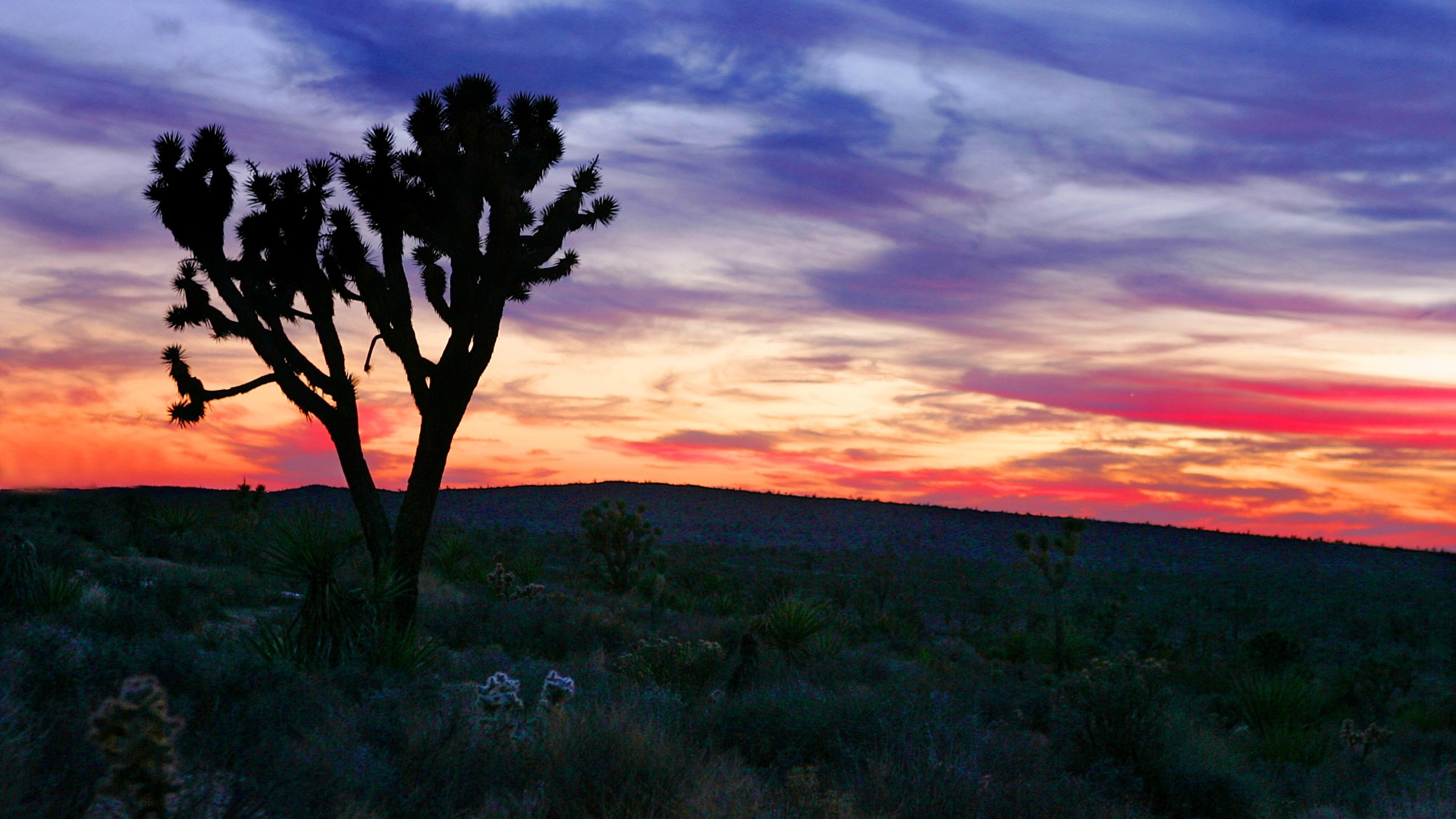 A Joshua tree stands in the high Mojave Desert against a twilight sky October 23, 2004 in Mojave, California. (Carlo Allegri/Getty Images)