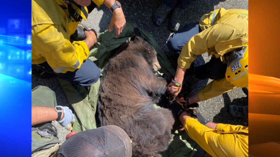 L.A. County Fire Department shared this image of a bear that was rescued from a back lot at Six Flags Magic Mountain on May 5, 2022.