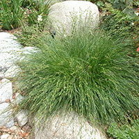 California Meadow Sedge. (Metropolitan Water District of Southern California)