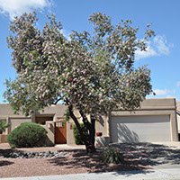 Desert Willow.(Metropolitan Water District of Southern California)