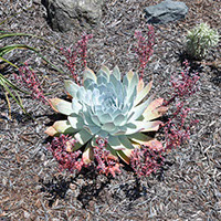 Dudleya-brittonii. (Metropolitan Water District of Southern California)