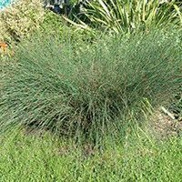 California Gray Rush . (Metropolitan Water District of Southern California)