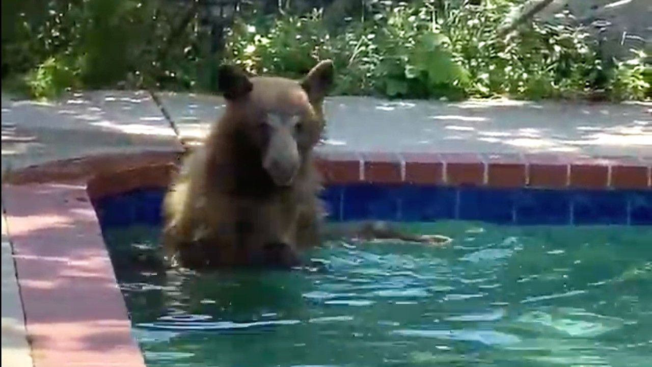 A bear is seen in a La Canada-Flintridge swimming pool. (Paris Cohen)