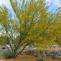 Mexican Palo Verde.(Metropolitan Water District of Southern California)