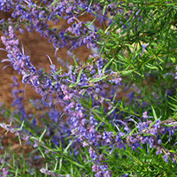 Woolly Blue Curls. (Metropolitan Water District of Southern California)