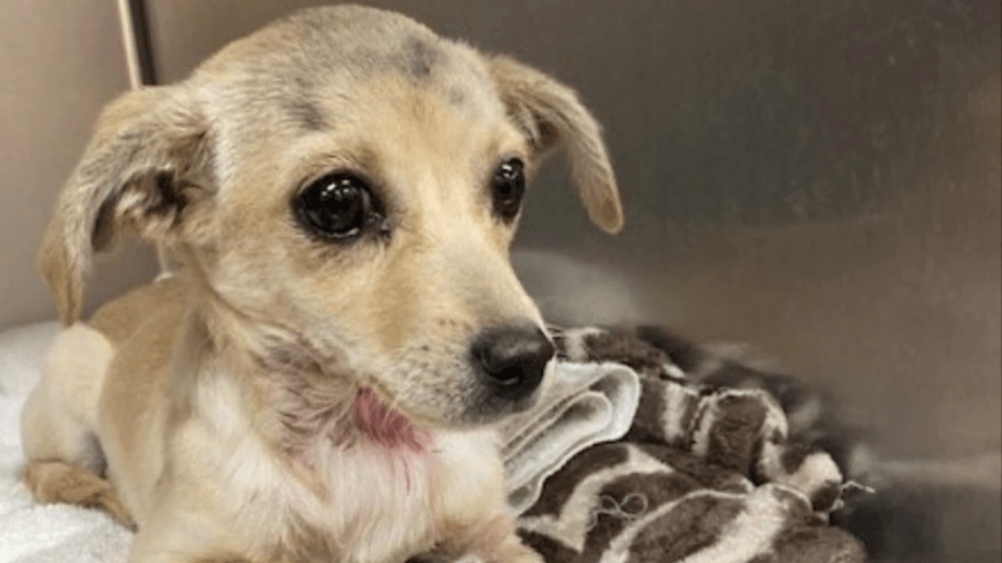 A puppy that was shot in the neck with an arrow recovers after having the projectile removed from its neck on May 23, 2022 (Riverside County Animal Services)