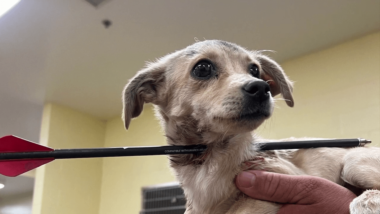 A chihuahua puppy is expected to be OK after it was found with an arrow in its neck in the Coachella Valley (Riverside County Animal Services)