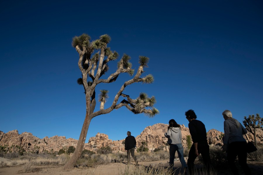 In this Jan. 10, 2019, photo, people visit Joshua Tree National Park in Southern California's Mojave Desert. (AP Photo/Jae C. Hong,File)