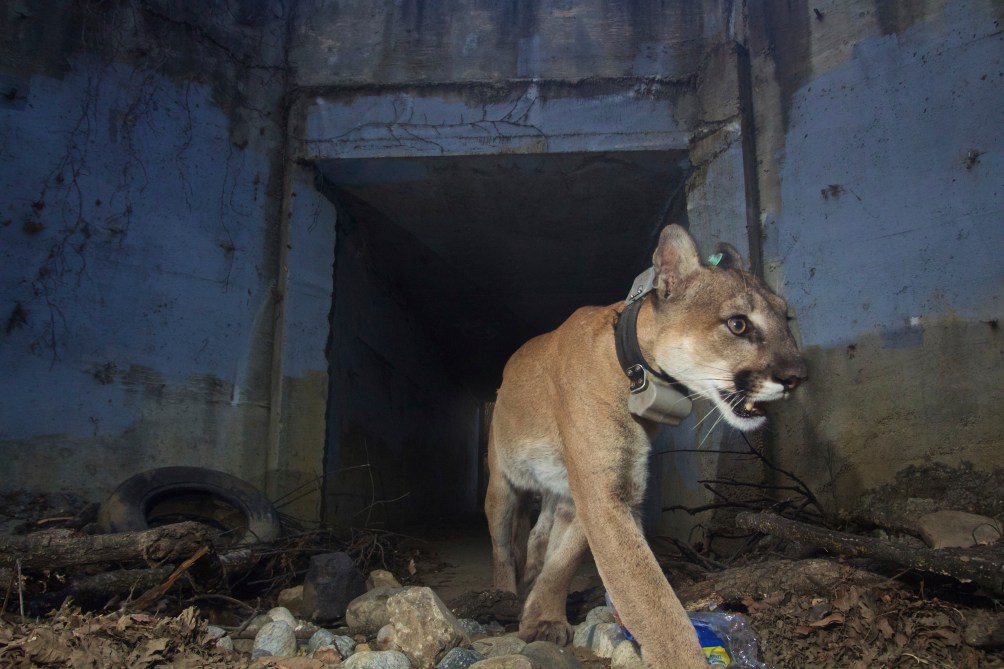 Adult male mountain lion P-64 walks out of a tunnel at Santa Monica Mountains National Recreation Area on May 22, 2018. Los Angeles and Mumbai, India are the world’s only megacities of 10 million-plus where large felines breed, hunt and maintain territory within urban boundaries. (National Park Service via AP)