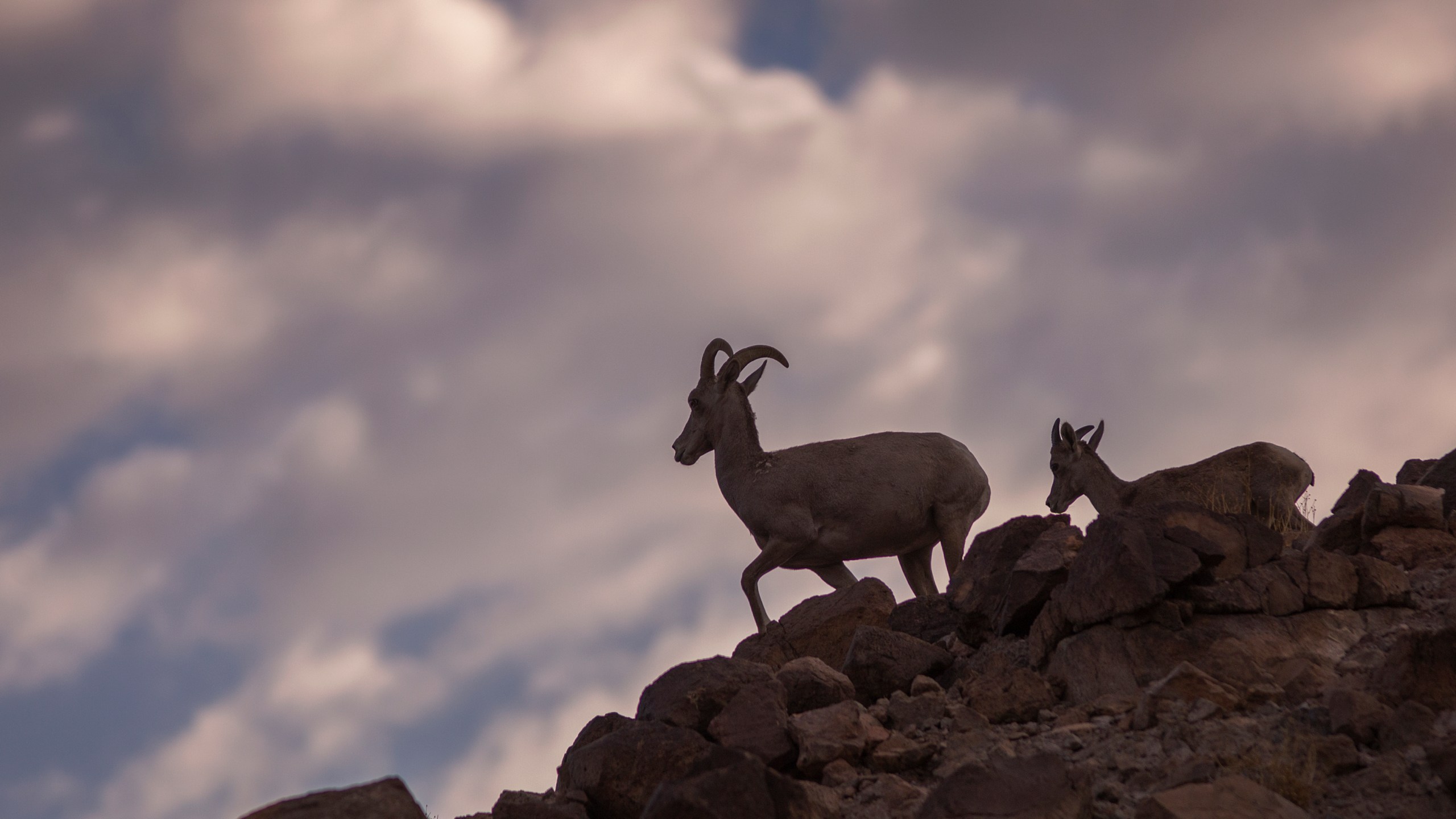 This file photo shows desert bighorn sheep on August 28, 2017 near Essex, California. (David McNew/Getty Images)