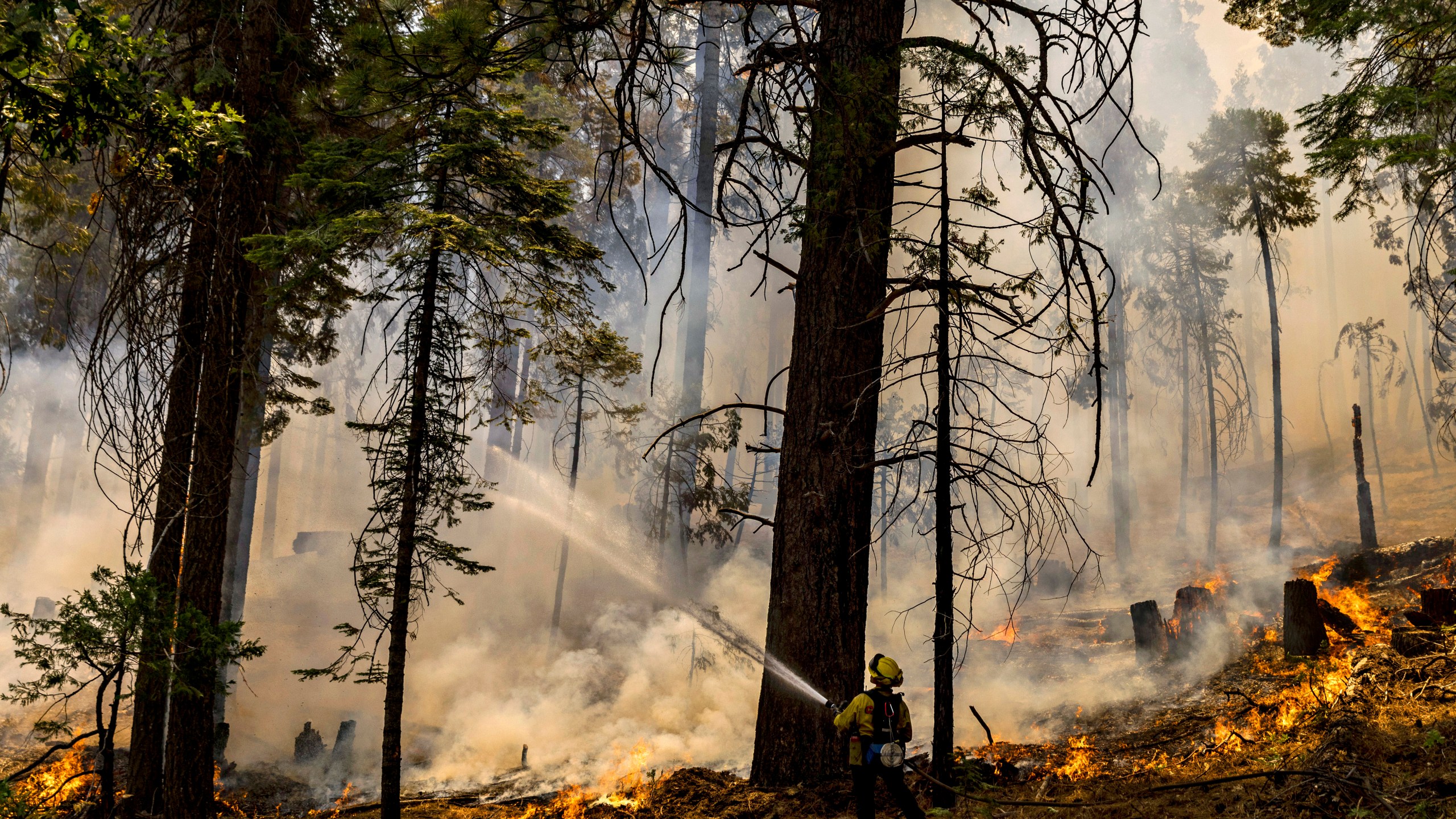 A CalFire firefighter puts water on a tree as a backfire burns along Wawona Road during the Washburn Fire in Yosemite National Park, Calif., Monday, July 11, 2022. Yosemite National Park visitors in some areas below 8,000 feet (2,400 meters) will be prohibited from starting fires starting Saturday, July 16, 2022, to reduce the threat of sparking new fires inside the park where firefighters have been battling a blaze since the week before. (Stephen Lam/San Francisco Chronicle via AP, File)