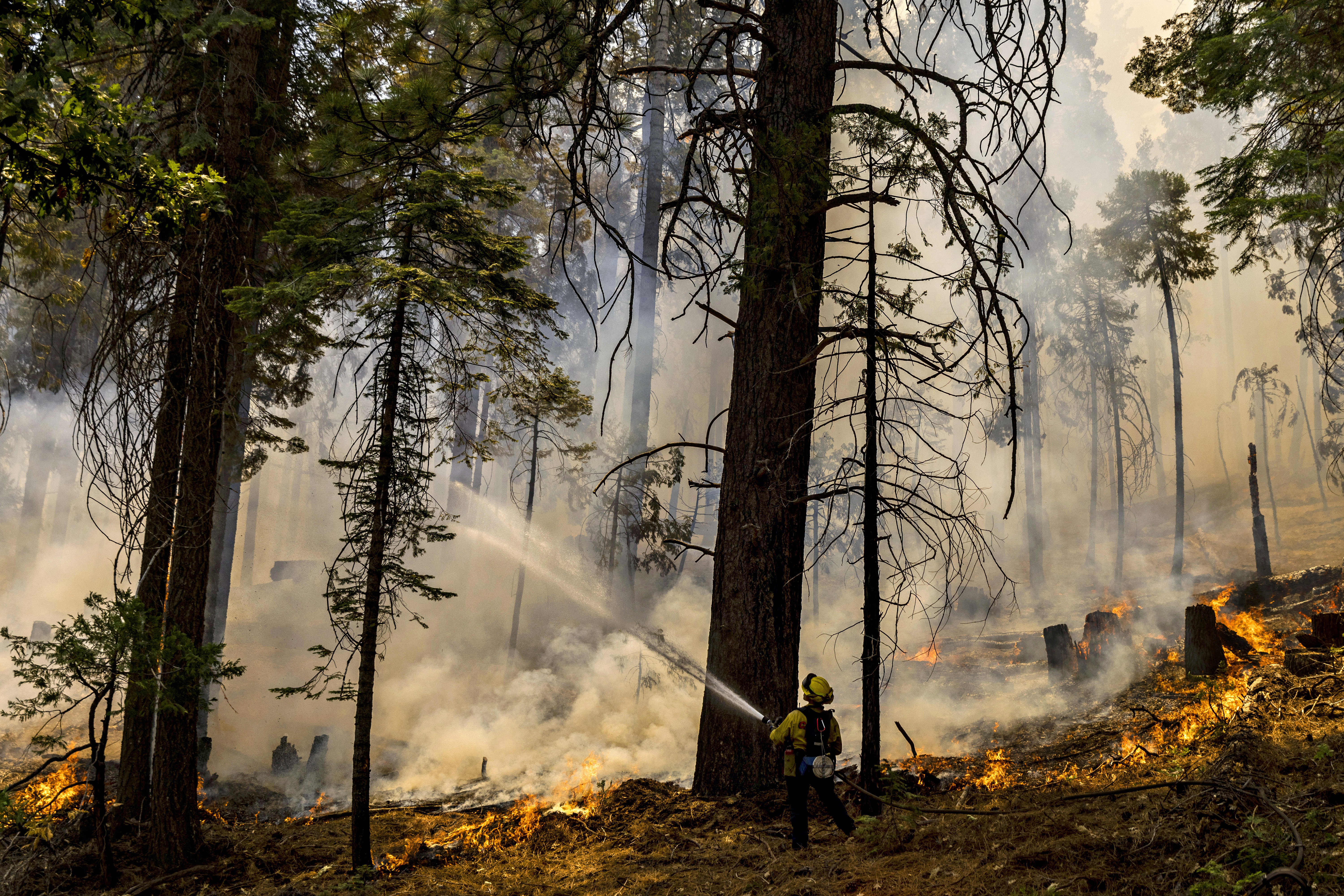 A CalFire firefighter puts water on a tree as a backfire burns along Wawona Road during the Washburn Fire in Yosemite National Park, Calif., Monday, July 11, 2022. Yosemite National Park visitors in some areas below 8,000 feet (2,400 meters) will be prohibited from starting fires starting Saturday, July 16, 2022, to reduce the threat of sparking new fires inside the park where firefighters have been battling a blaze since the week before. (Stephen Lam/San Francisco Chronicle via AP, File)