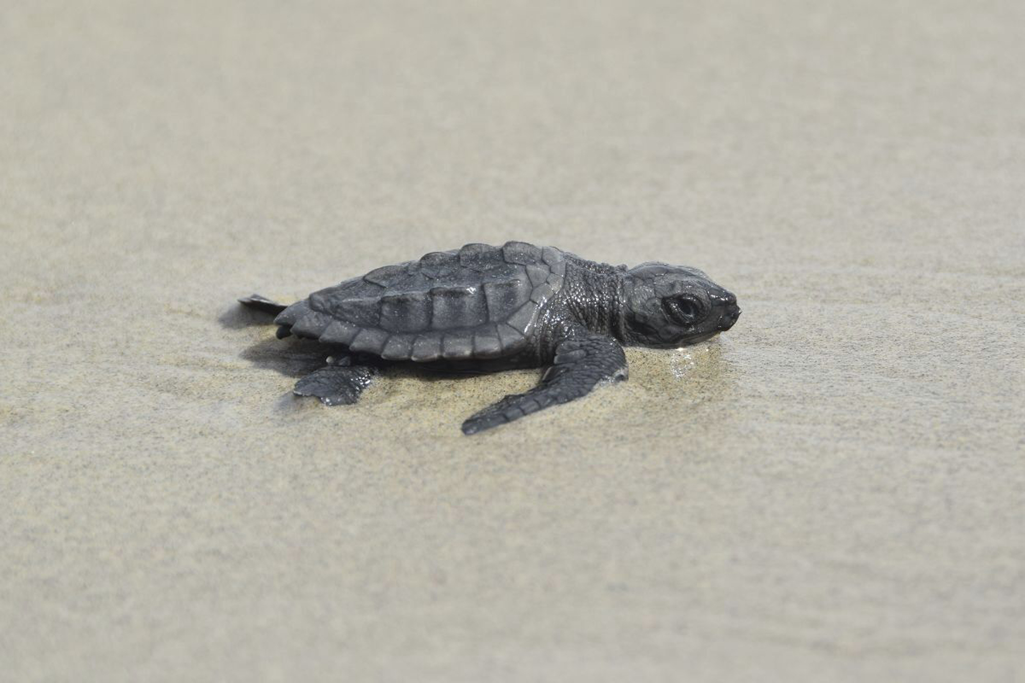 This undated photo provided by the Coastal Protection and Restoration Authority in August 2022 shows a newly hatched Kemp's ridley sea turtle making its way out to the Gulf of Mexico from Louisiana's Chandeleur Islands. The world’s smallest and most endangered sea turtle is nesting in barrier islands east of New Orleans, La., for the first time in 75 years, officials said Wednesday, Aug. 17, 2022. (Coastal Protection and Restoration Authority via AP)