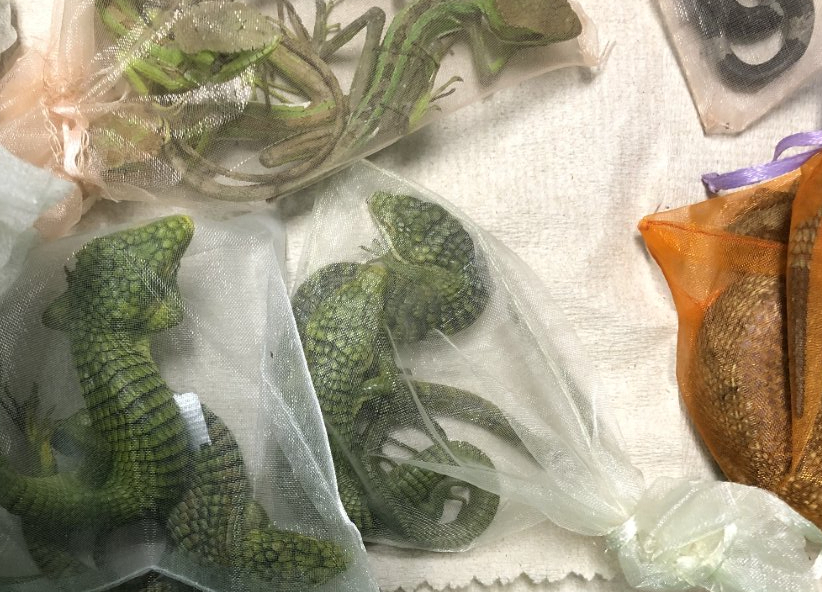 An Oxnard man pleaded guilty to hiding dozens of reptiles in his clothes and crossing the U.S.-Mexico border, the U.S. Attorney's Office for the Central District of California announced on Aug. 24, 2022.