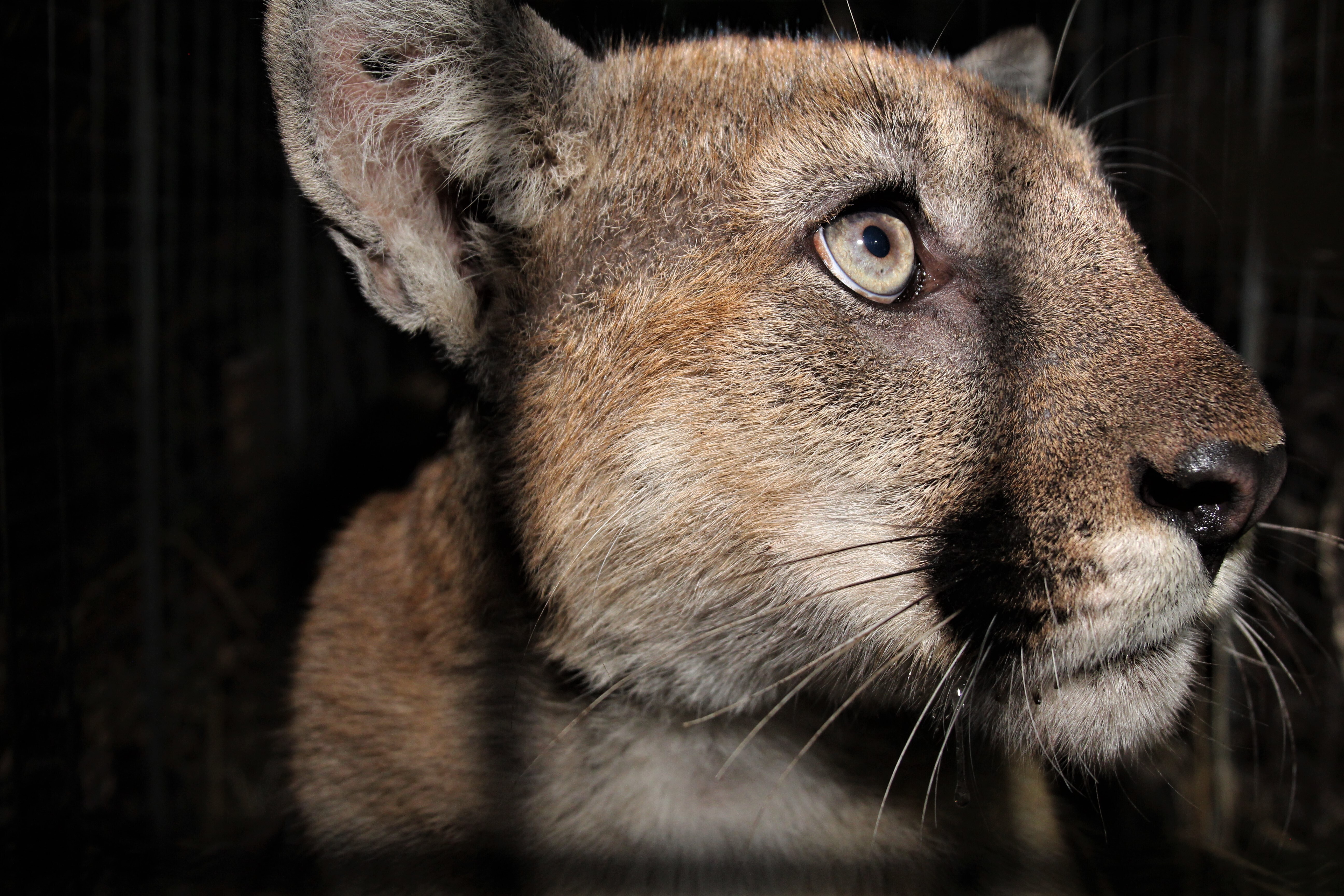 In this undated photo released by the National Park Service, NPS, the 2-year-old male mountain lion, named P-90, is seen in the Santa Monica Mountains National Recreation Area, near Calabasas, Calif. A young mountain lion was struck and killed by a vehicle in Southern California early Friday, Aug. 26, 2022, just weeks after his brother was fatally hit on another freeway, according to the National Park Service. (National Park Service via AP)