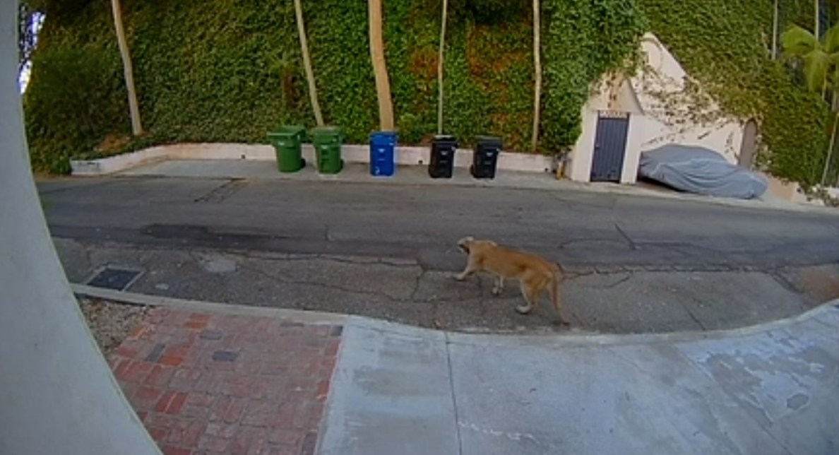 A mountain lion believed to be P-22 was spotted outside a Hollywood Hills home on Aug. 25, 2022.