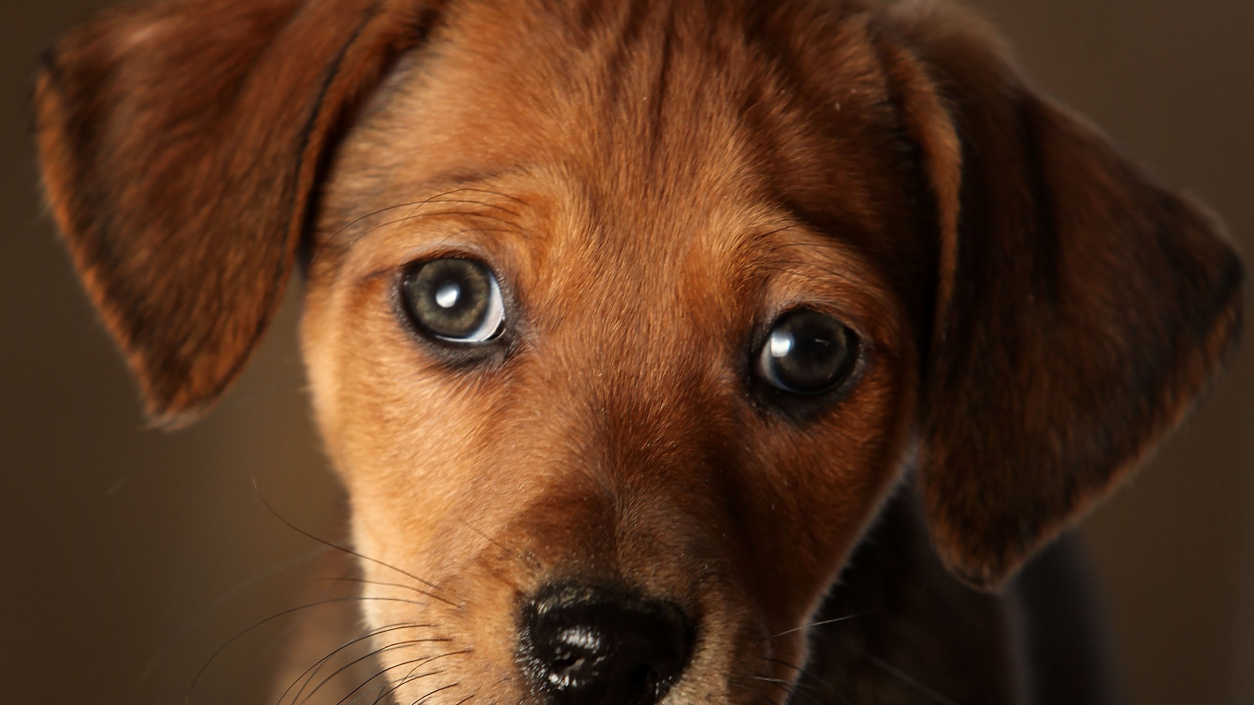 A seven week old Daschund cross puppy waits to be re-homed at the Cheshire Dogs Home on Jan. 4, 2010, in Warrington, England. (Christopher Furlong/Getty Images)