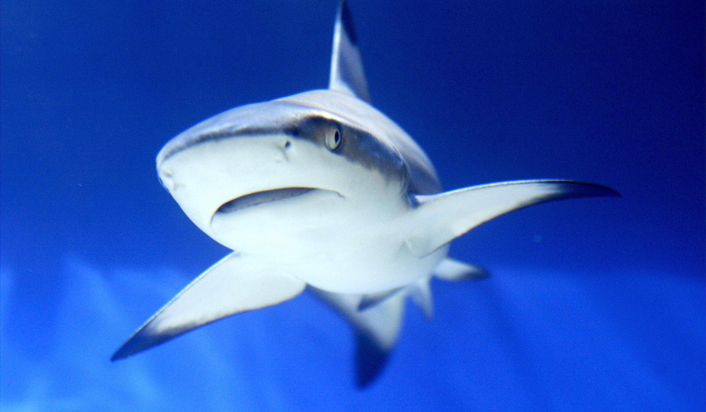 A shark is seen in an aquarium during the International Animal Fair in Istanbul, 02 April 2005. Mustafa Ozer/AFP via Getty Images)