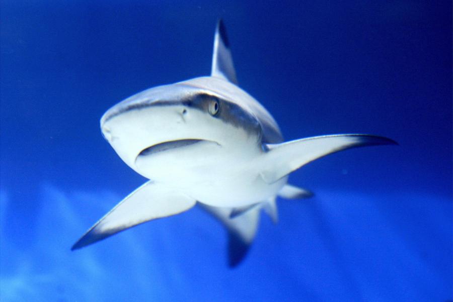 A shark is seen in an aquarium during the International Animal Fair in Istanbul, 02 April 2005. Mustafa Ozer/AFP via Getty Images)