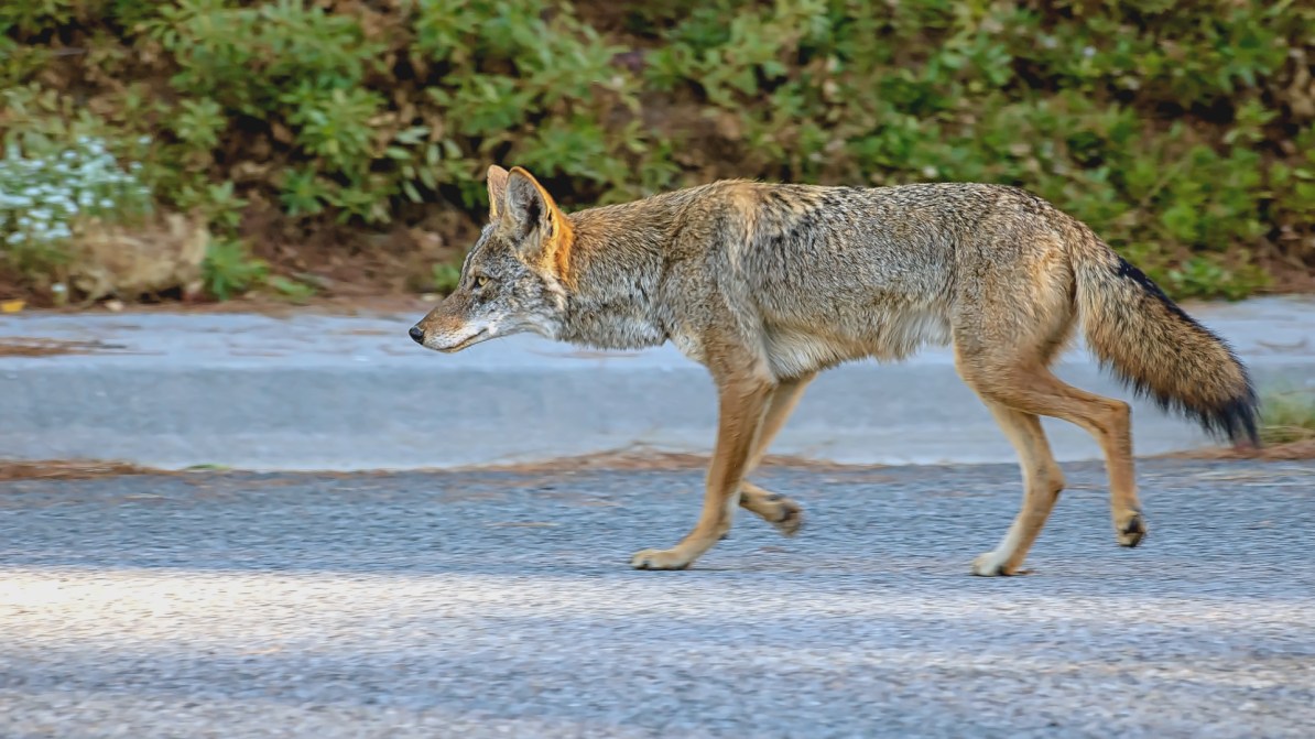 A coyote walks down a street in Southern California.