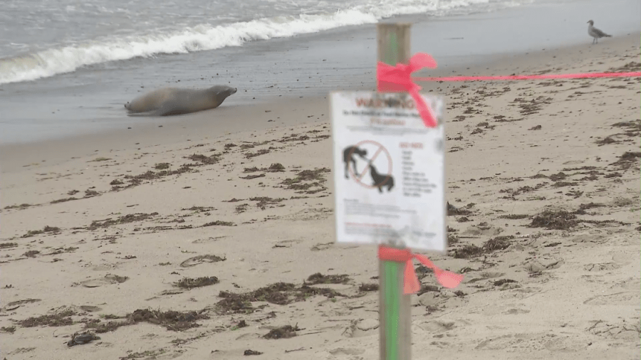 A sick sea lion is seen along the Ventura coast on Aug. 23, 2022. (KTLA)