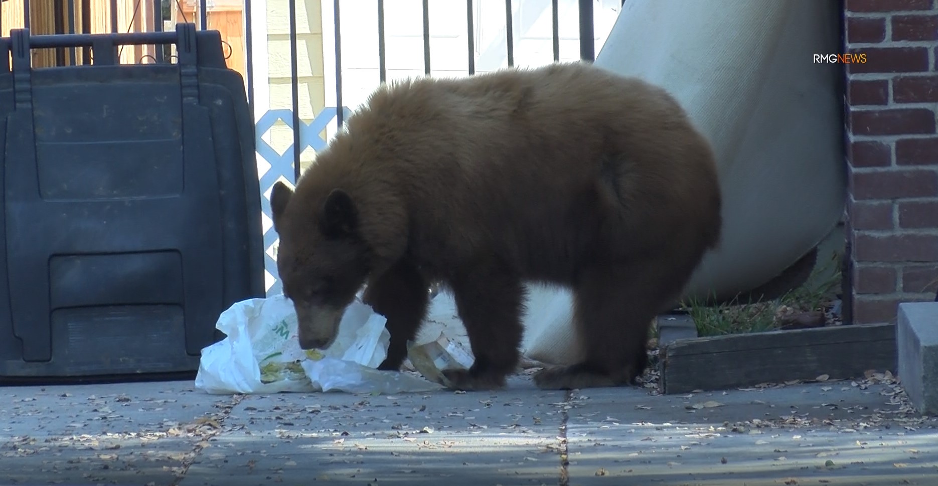 A black bear enjoyed a snack from a trash can in Monrovia on Sept. 17, 2022. (RMG News)