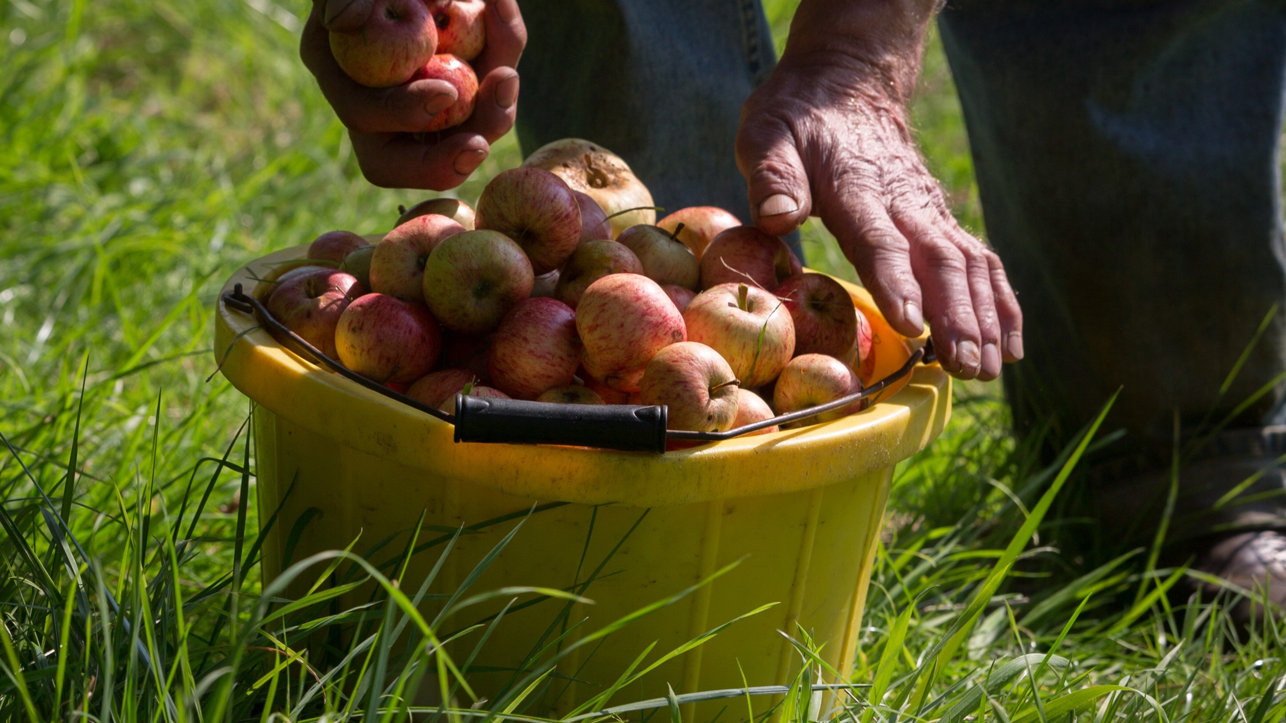 Cider maker Roger Wilkins, owner of Wilkins Cider Farm picks apples from a tree in his orchard at his farm in the village of Mudgley on October 2, 2015. (Matt Cardy/Getty Images)