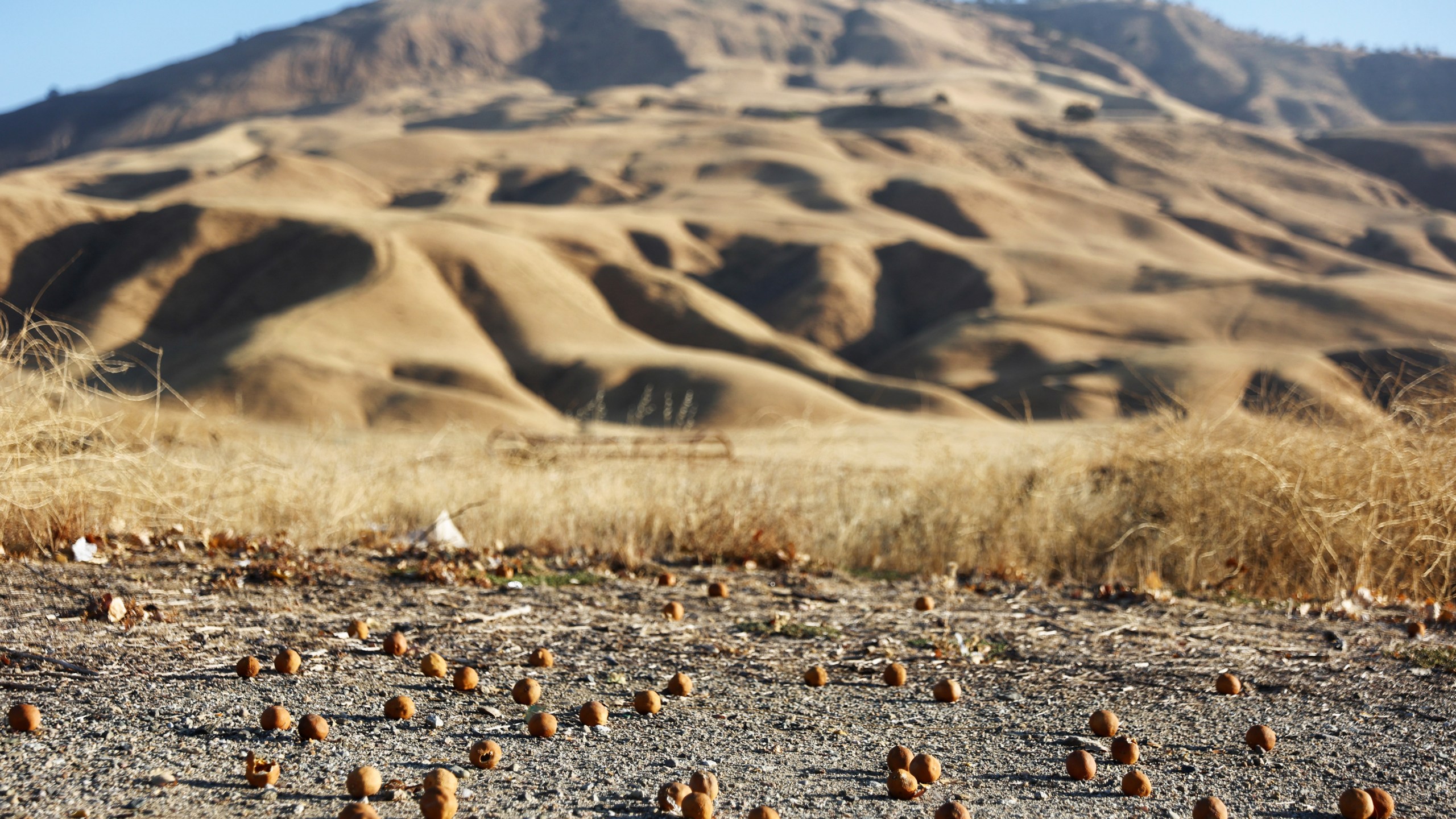 Tangerines rest in the dirt in front of dry vegetation on farmland amid ongoing drought on August 26, 2022 near Bakersfield, California. (Photo by Mario Tama/Getty Images)