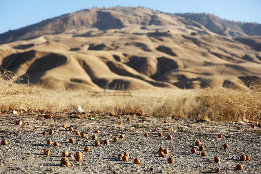 Tangerines rest in the dirt in front of dry vegetation on farmland amid ongoing drought on August 26, 2022 near Bakersfield, California. (Photo by Mario Tama/Getty Images)