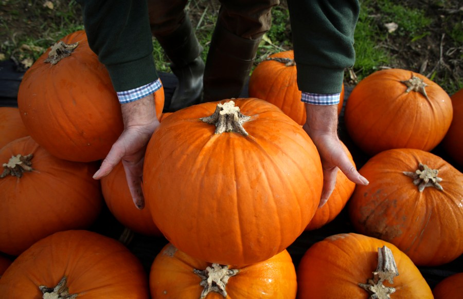 A close up photo of a pumpkin. ( Matt Cardy/Getty Images)