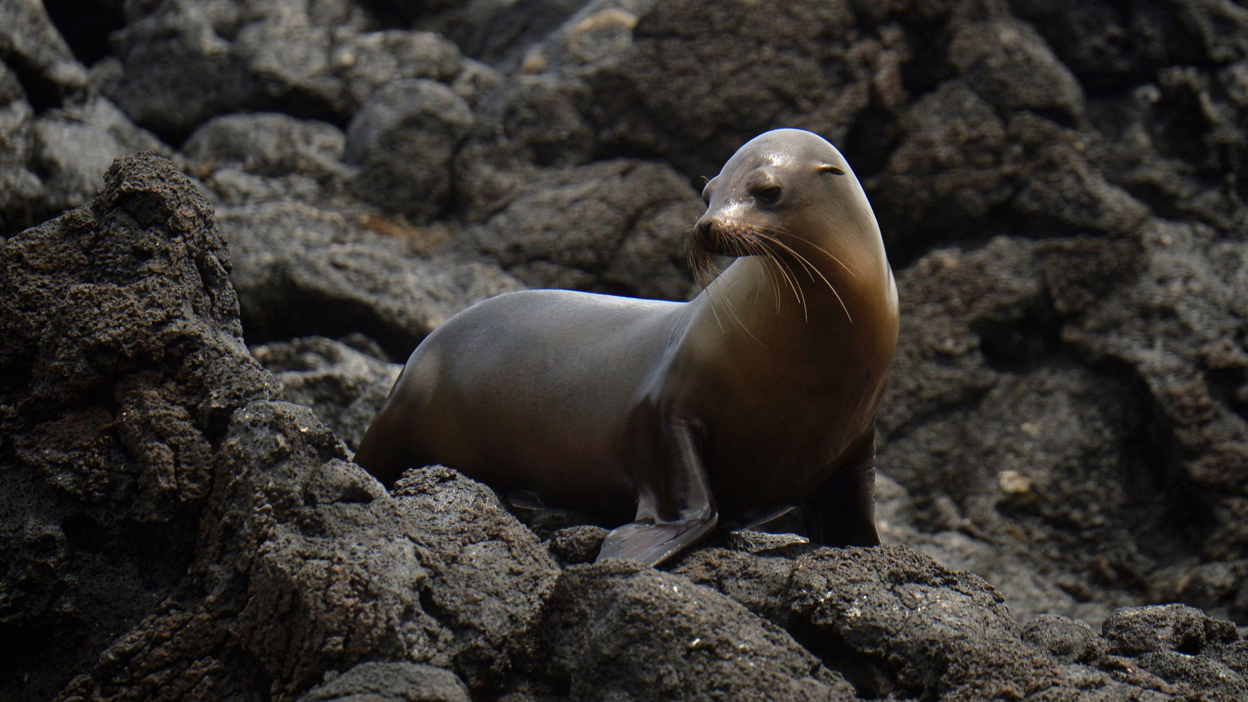 A sea lion is seen in Floreana Island, in the Galapagos Islands in the Pacific Ocean, 900 km off the Ecuadorean coast, on April 14, 2021. (Rodrigo Buendia/AFP via Getty Images)