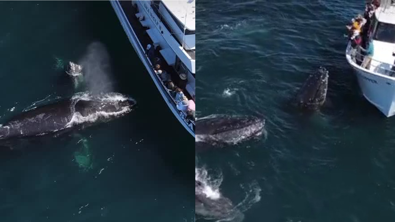 Close encounter with humpback whales