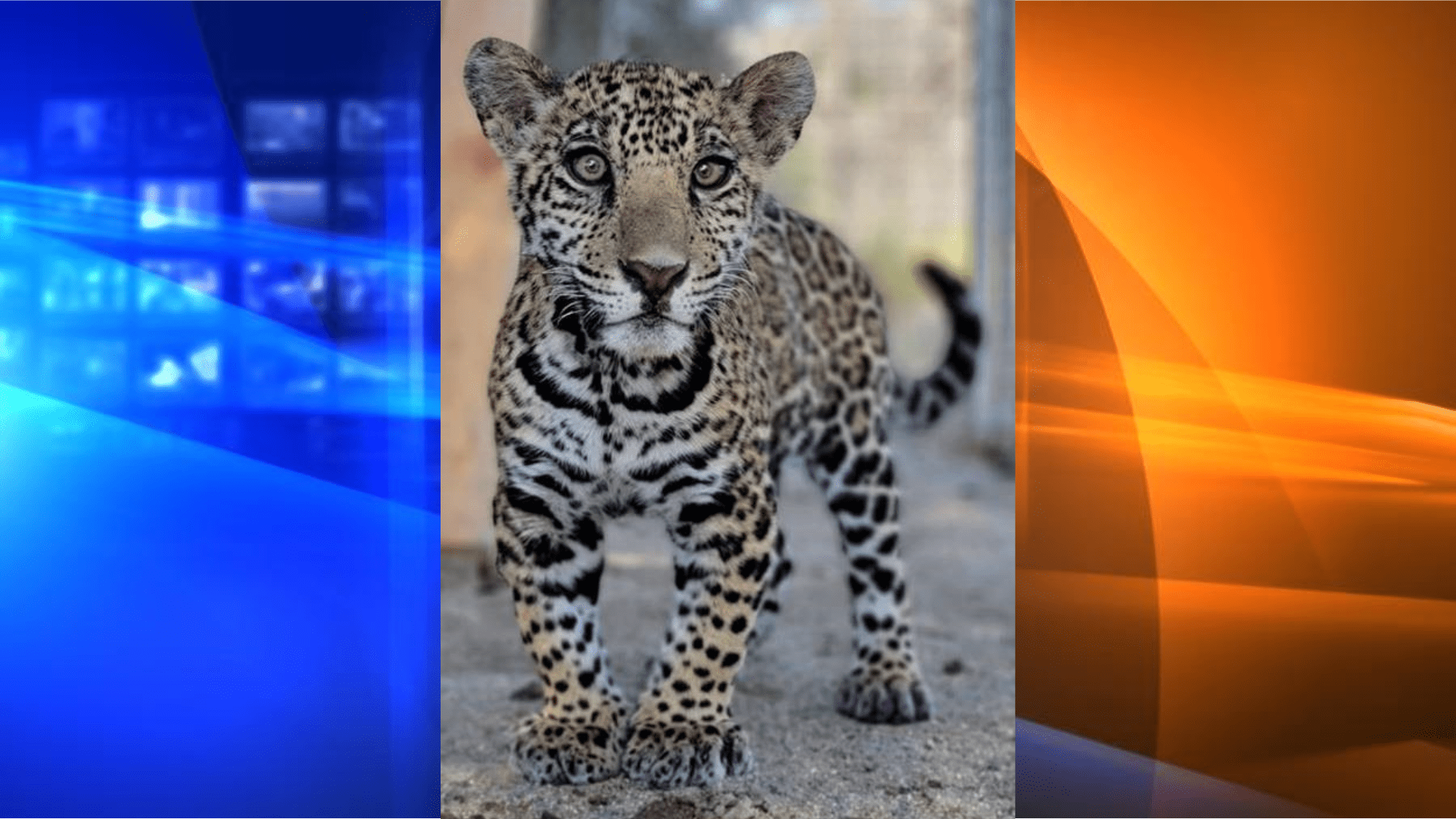 Jaguar cub trafficked by a Riverside County man and a Texas woman.