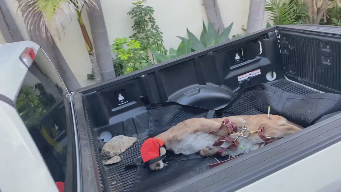 A mountain lion that had eluded authorities for hours in a Brentwood neighborhood is seen in the back of a truck after finally being captured on Oct. 27, 2022. (KTLA)