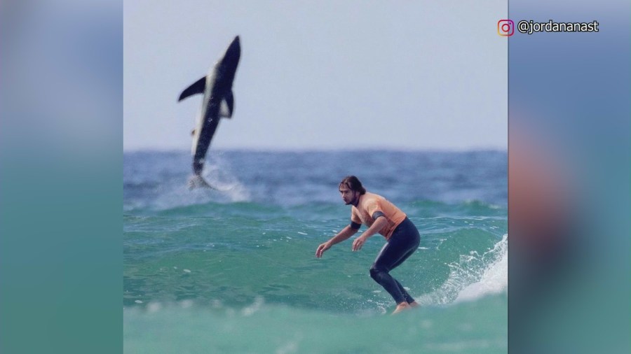 Great White Shark Breach