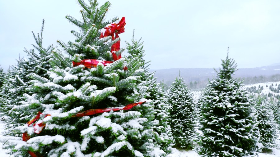 Snowy Christmas Tree