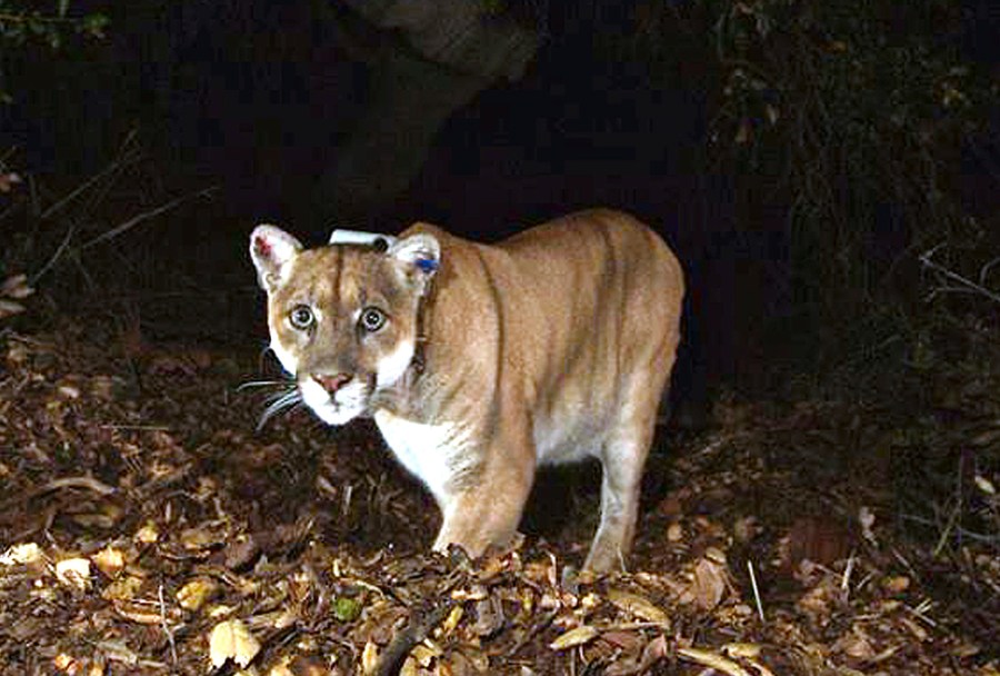 California Famed Mountain Lion P-22