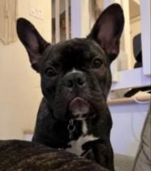 One of the French bulldogs taken by an armed suspect in Studio City on Dec. 9, 2022. (LAPD)