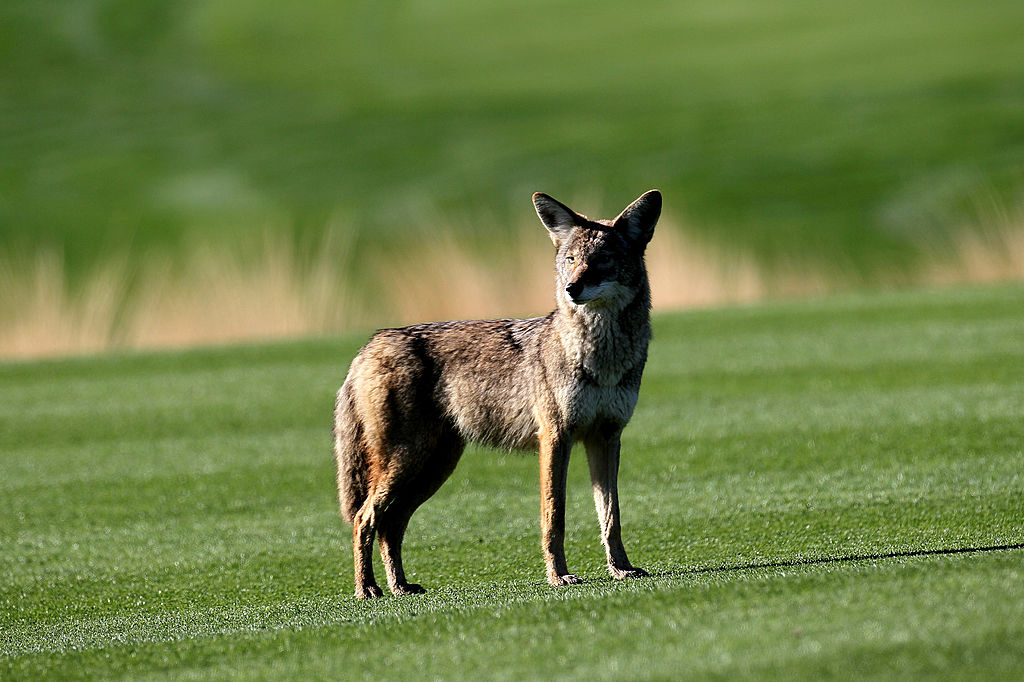 A coyote stands on the 12th fairway at SilverRock Resort during the fourth round of the Bob Hope Classic on January 24, 2010, in La Quinta, California. (Stephen Dunn/Getty Images)