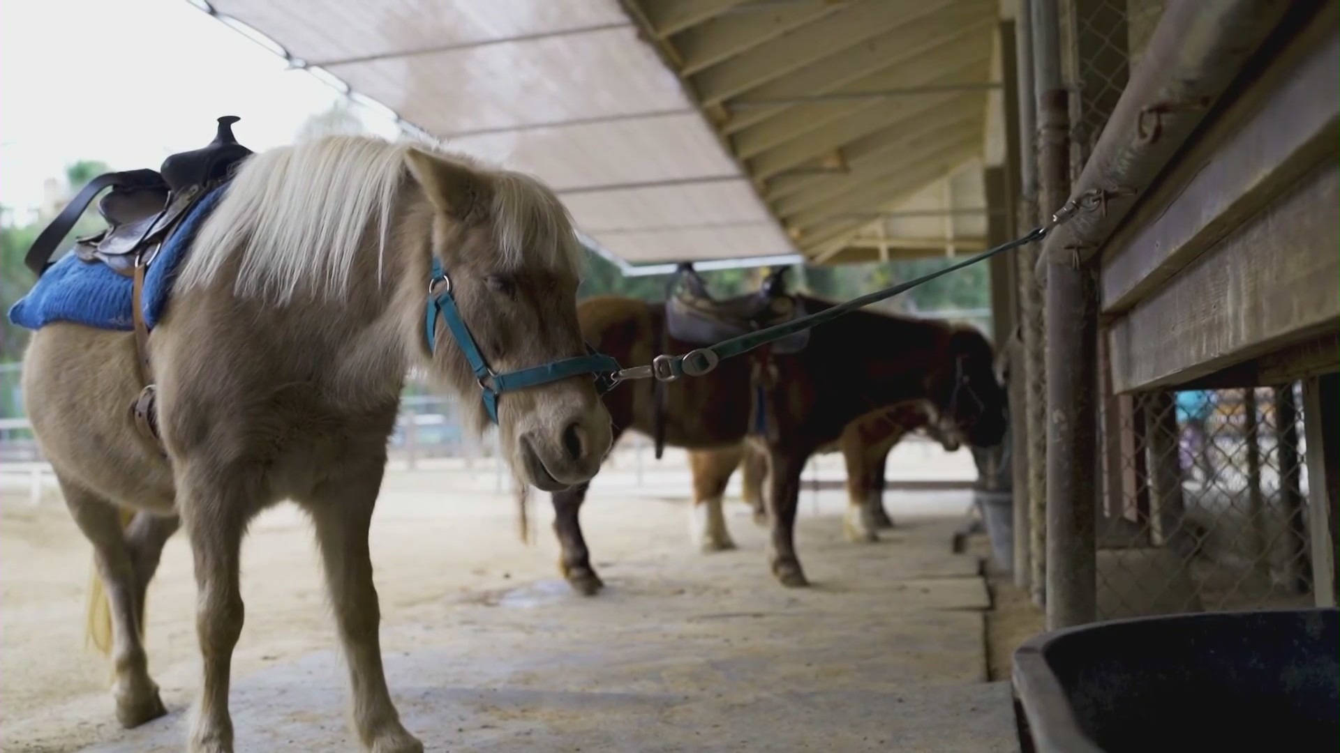 Griffith Park Pony Rides offered one last go-round on Dec. 21, 2022. (KTLA)