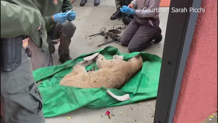 Mountain lion P22 seen here captured and sedated after being caught in the backyard of a Los Feliz home Dec 12, 2022 (Sarah Picchi)