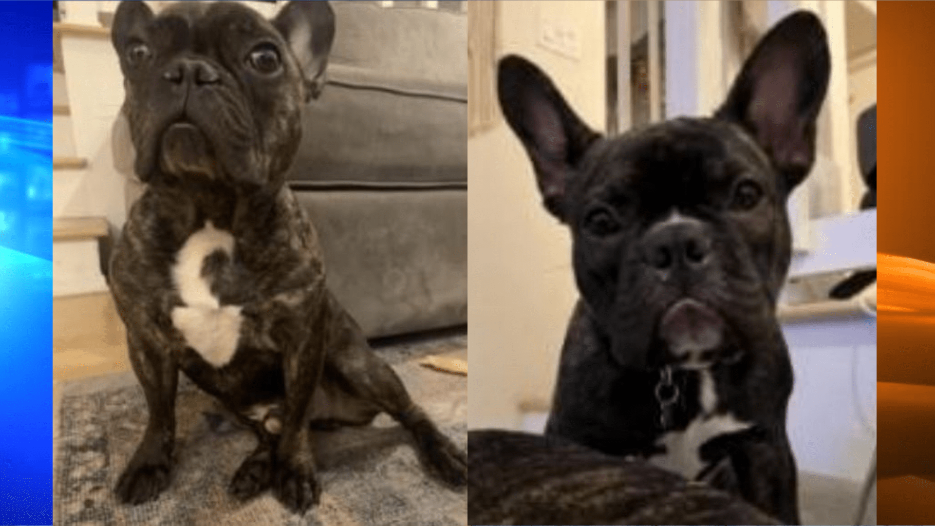 French bulldogs taken by an armed suspect in Studio City on Dec. 9, 2022. (LAPD)