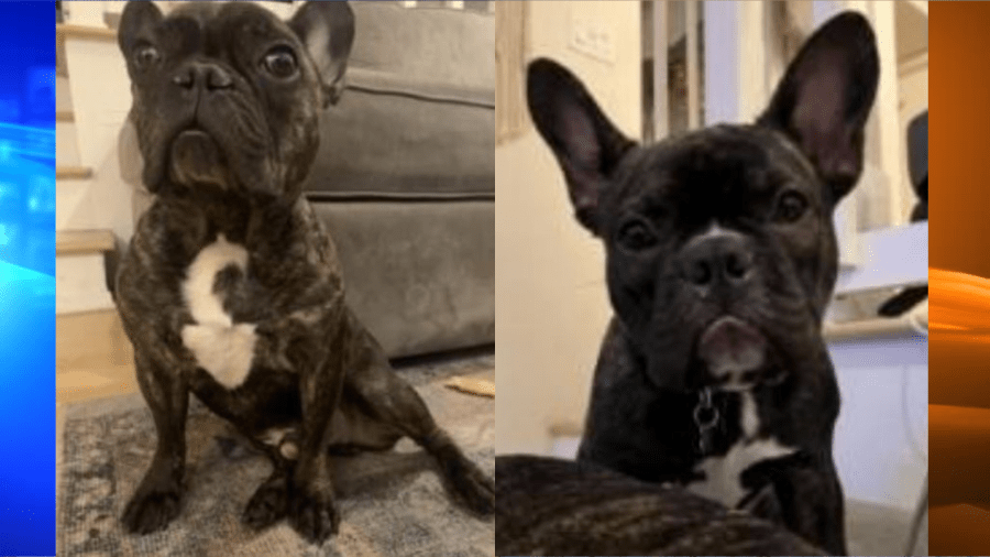 French bulldogs taken by an armed suspect in Studio City on Dec. 9, 2022. (LAPD)